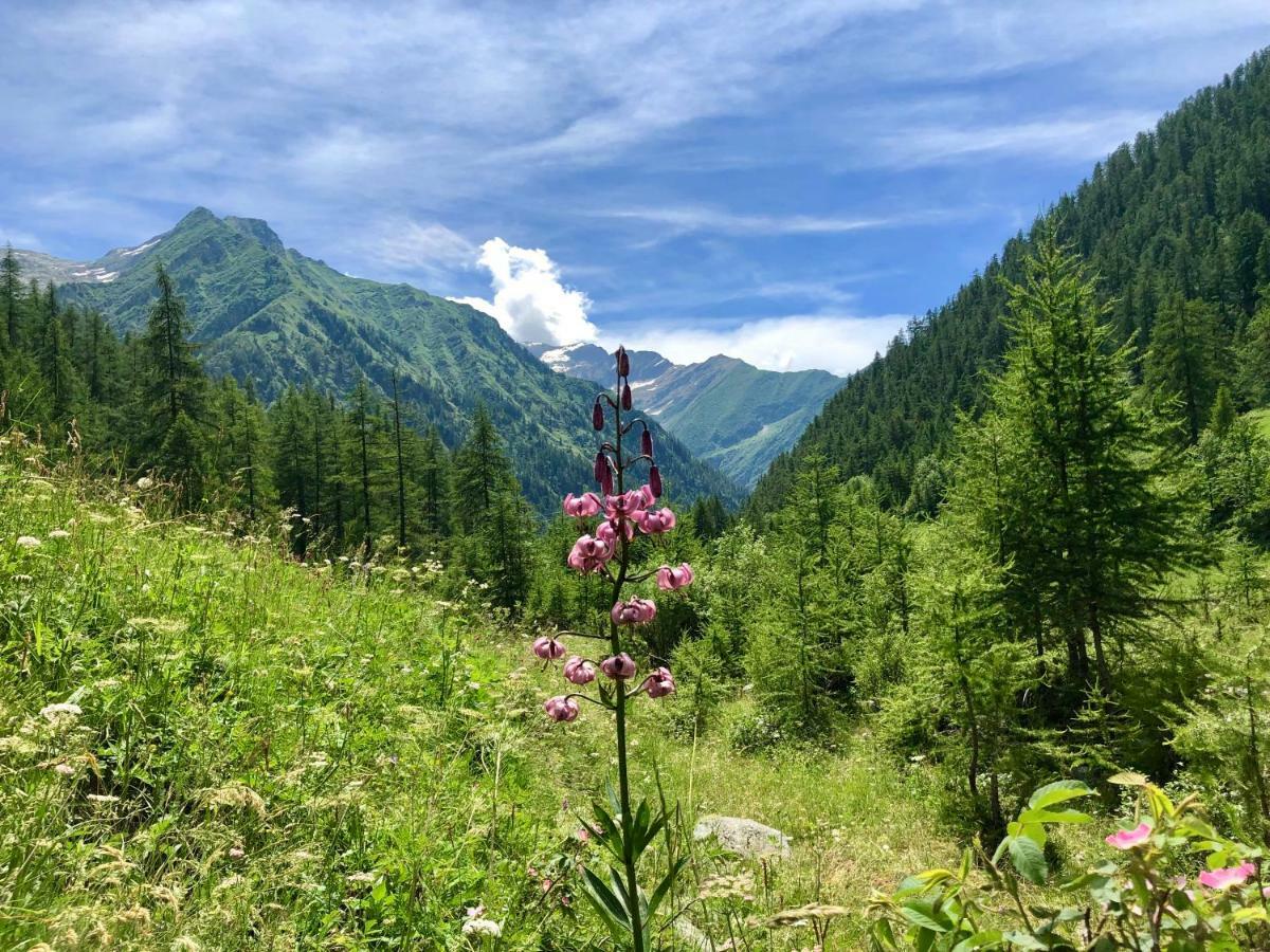 Отель Chalet Rosa Dei Monti Valprato Soana Экстерьер фото